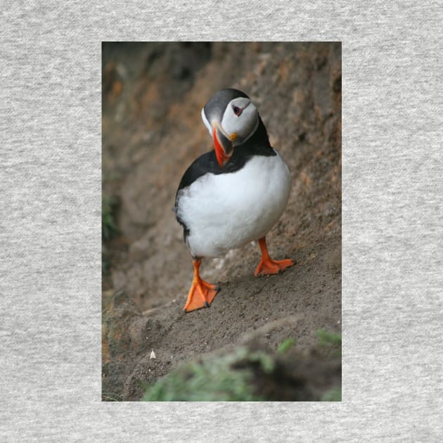 Quizzical Puffin by orcadia